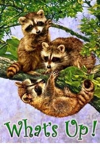 What's Up? raccoon Garden Flag