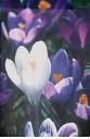 Crocus Blooms House Flag