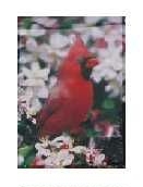 Cardinal Garden Flag - 1 left