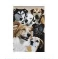 Dog Collage Garden Flag - 1 left