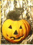 last 1 - Pumpkin Kitty House Flag